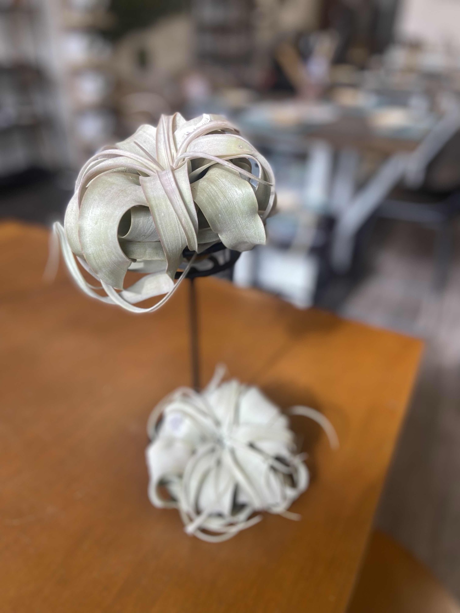 A cluster of air plants displayed together, the kind included in an air plant kit