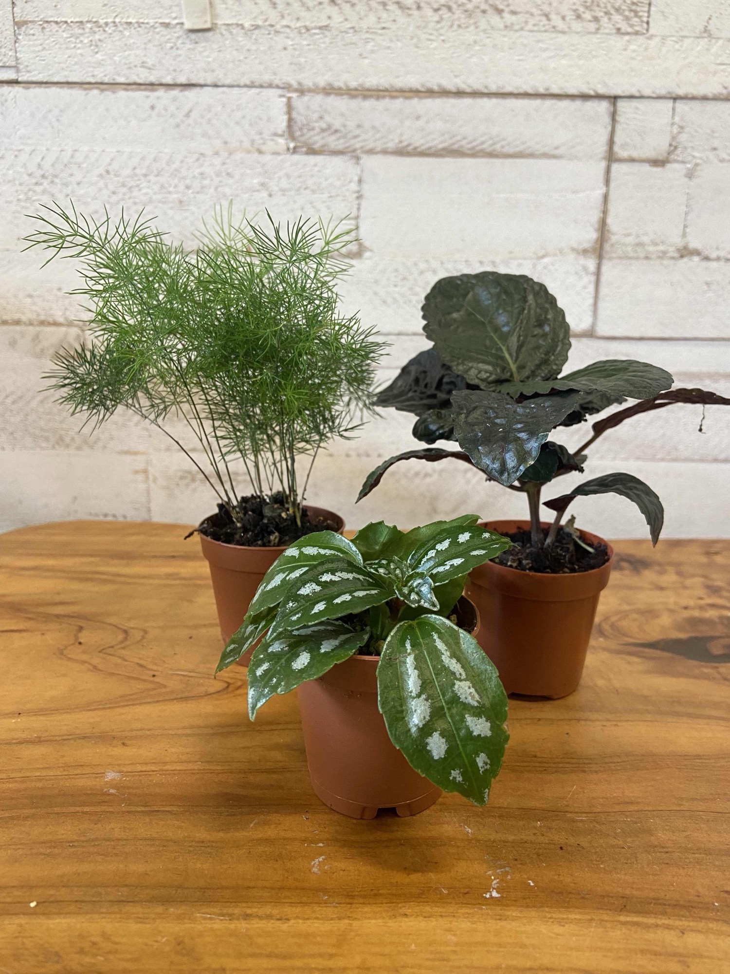 A row of finished closed terrariums showing what a kit can make